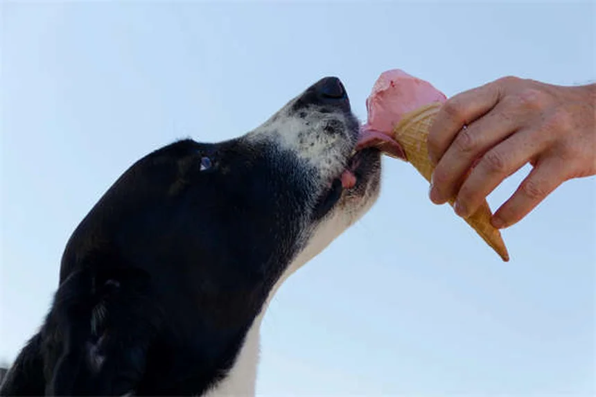 Alimentation équine : 5 conseils essentiels pour nourrir votre cheval