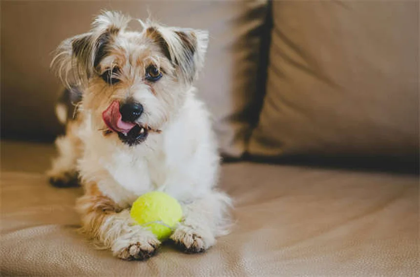 Plan santé chien : le guide complet pour économiser sur les frais vétérinaires