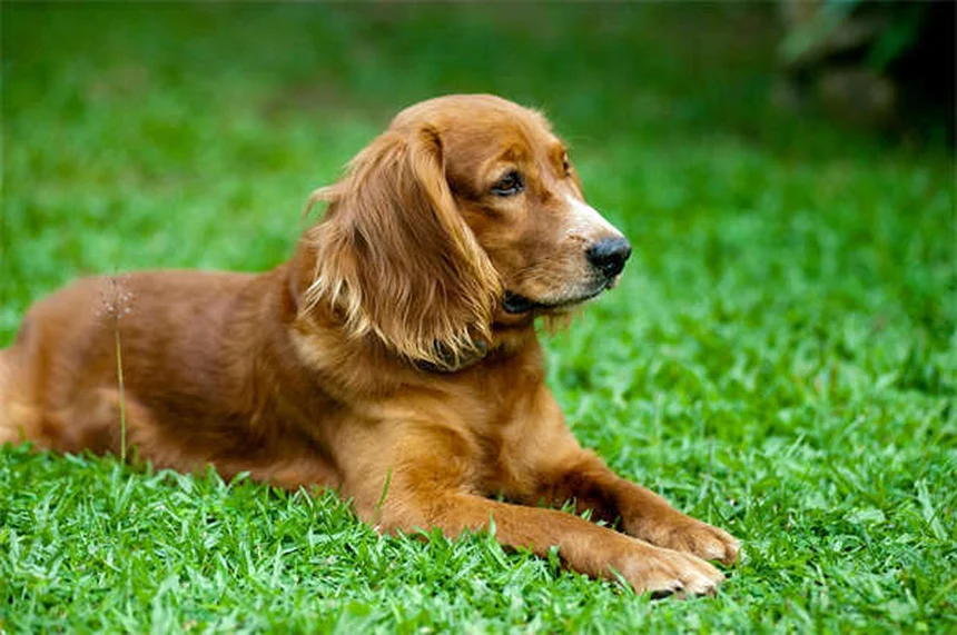 Comment aider les animaux avec votre compagnon à quatre pattes ? 5 idées géniales