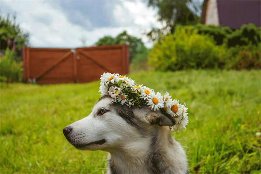 Comment examiner son chien à la maison : 5 conseils vétérinaires