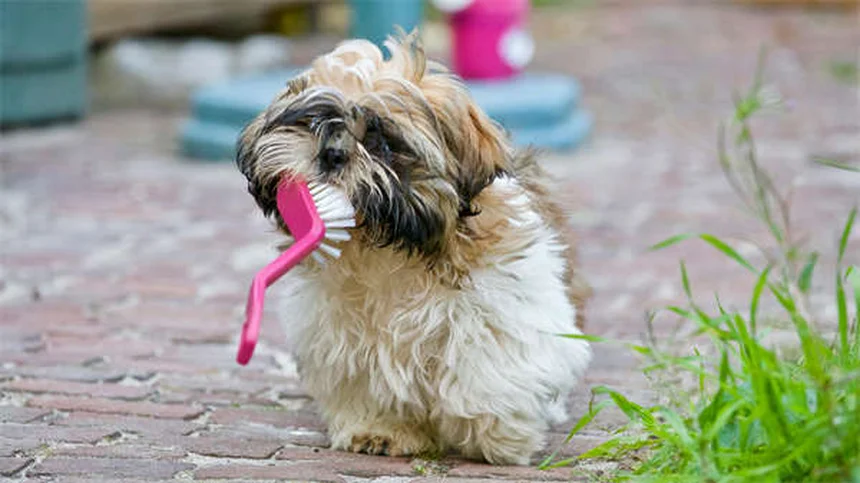 Micropuce pour chien : 3 bonnes raisons de l'adopter dès maintenant