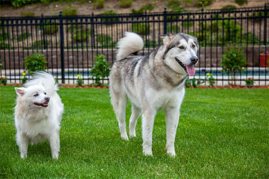Micropuce pour chien : 3 bonnes raisons de l'adopter dès maintenant