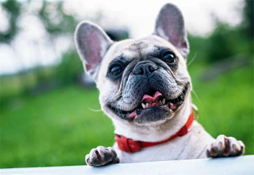 Pourquoi mon chien oublie ses ordres ? 5 raisons étonnantes
