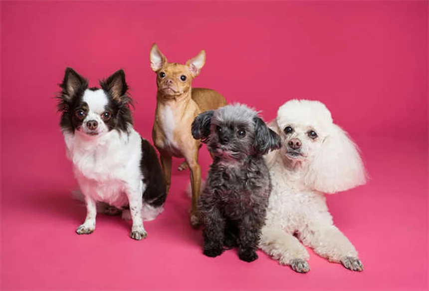 Pourquoi mon chien oublie ses ordres ? 5 raisons étonnantes
