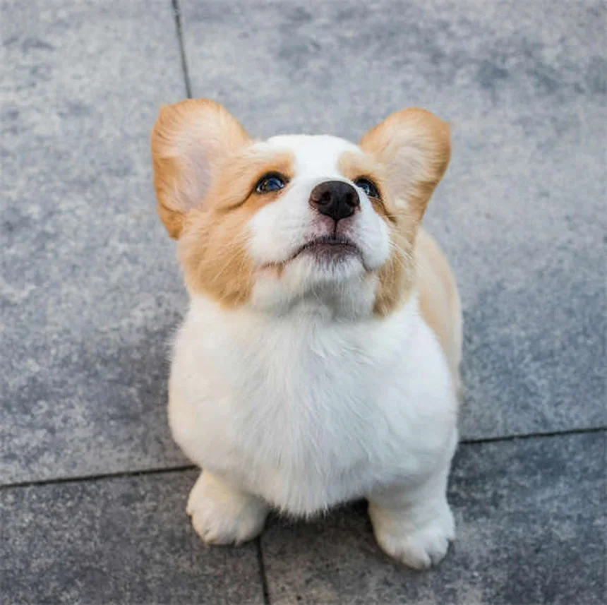 Les chiens sentent-ils la peur ? Découvrez leur incroyable odorat émotionnel