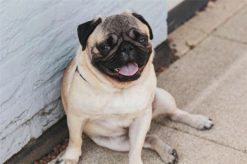 Les chiens sentent-ils la peur ? Découvrez leur incroyable odorat émotionnel