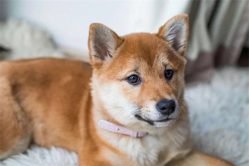 Les chiens sentent-ils la peur ? Découvrez leur incroyable odorat émotionnel