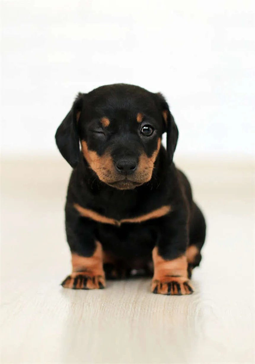 Comment donner une injection d'insuline à son chien ou chat ? Guide complet