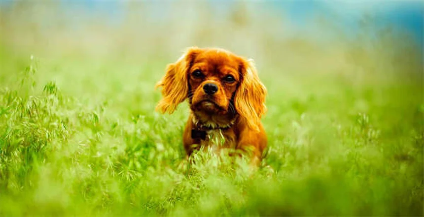 Top 20 des meilleurs chiens de chasse : notre sélection 2024