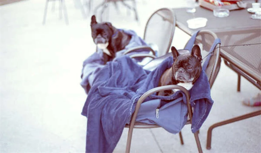 Comment protéger les coussinets de votre chien en été ?