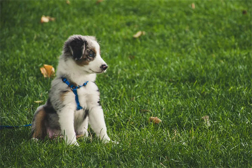 Mon chien refuse de marcher en laisse : 5 solutions efficaces
