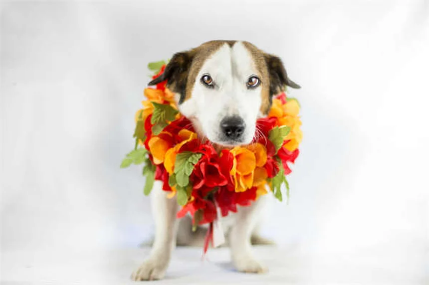 Comment les animaux améliorent notre santé cardiaque ?