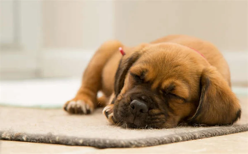 Chat anxieux : 5 solutions efficaces pour le calmer