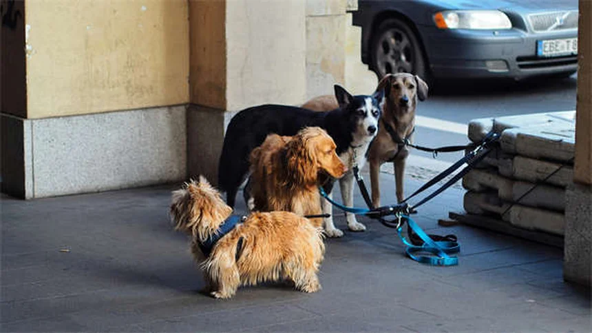 Mon chien peut-il monter sur le canapé ? 5 conseils de pro pour bien choisir