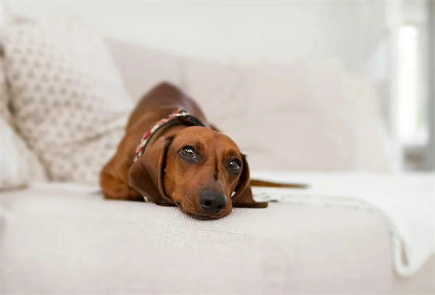 Constipation chez le chien : 5 solutions efficaces pour soulager ton toutou