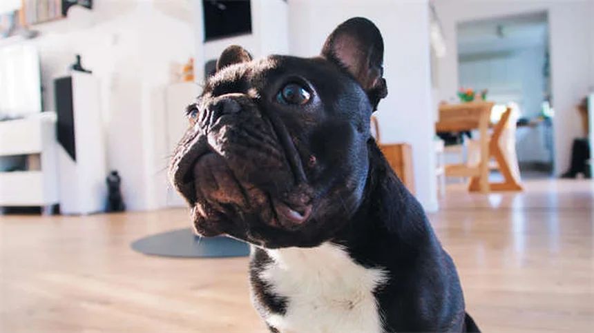 Constipation chez le chien : 5 solutions efficaces pour soulager ton toutou