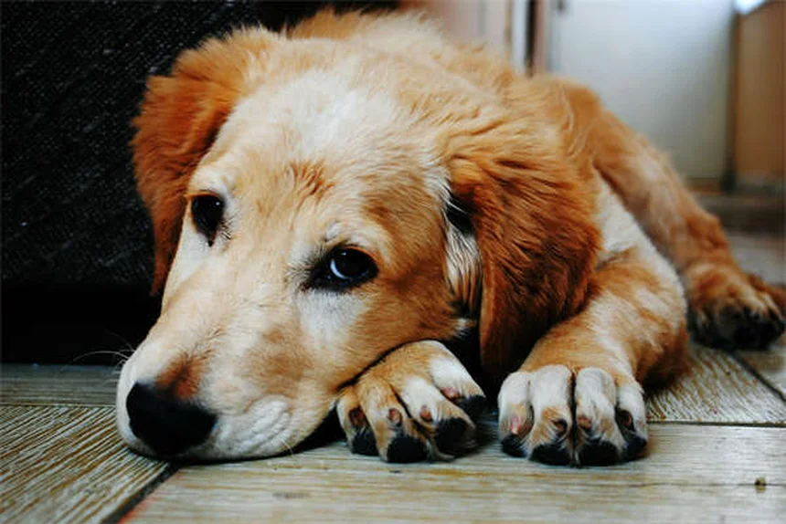 Prazosin pour animaux : ce qu'il faut savoir avant utilisation