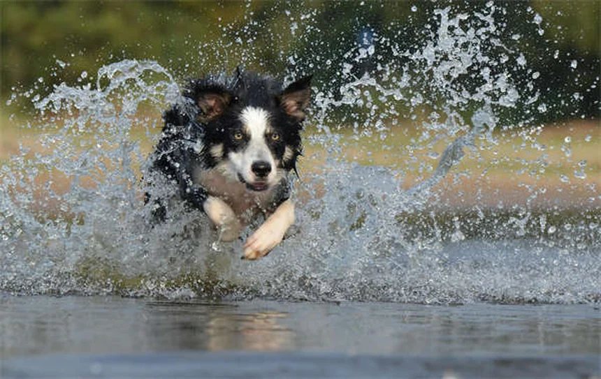 5 solutions naturelles pour calmer un chien anxieux - Guide complet
