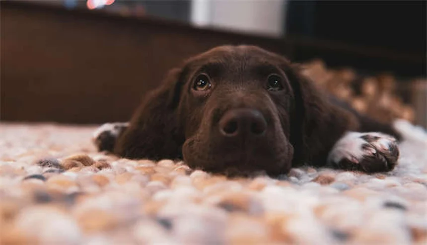 Pourquoi les chiens mangent-ils de l'herbe ? 5 vérités étonnantes