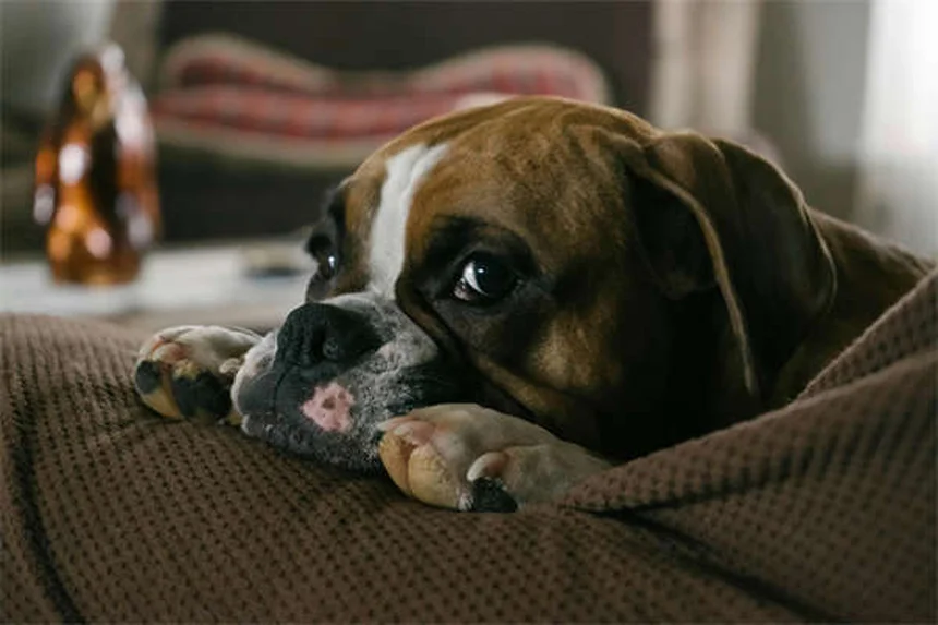 Pourquoi les chiens mangent-ils de l'herbe ? 5 vérités étonnantes