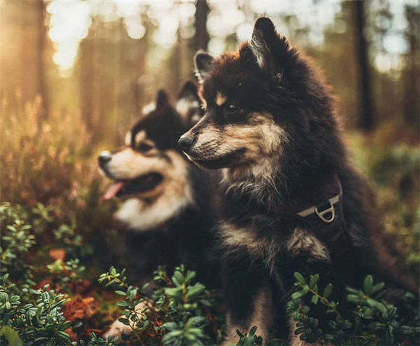 5 signes que votre chien fait trop d'exercice (et comment y remédier)