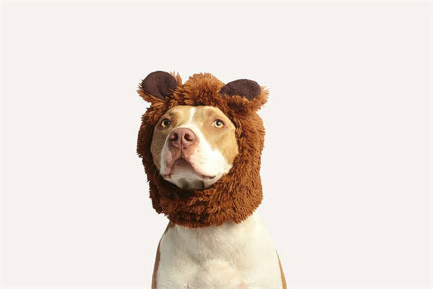 Mon chien a peur de tout : 5 solutions efficaces pour l'aider