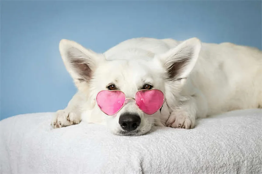 Doxycycline pour chiens : guide complet d'utilisation et effets