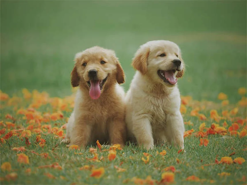Quand sortir son chiot : le guide complet pour une socialisation en toute sécurité