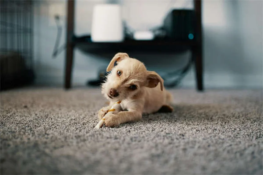 5 gadgets connectés indispensables pour votre animal en 2024