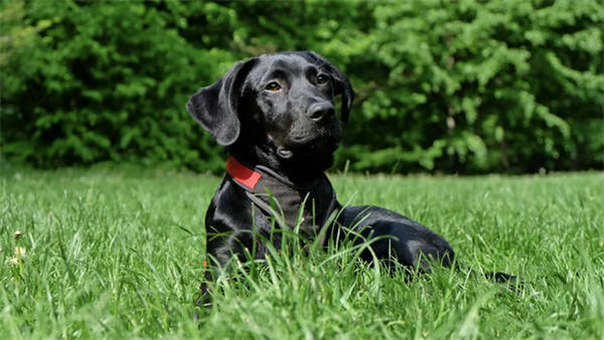 Collier GPS pour chien : le guide complet pour faire maigrir votre toutou