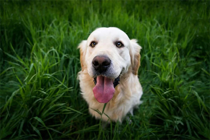 Collier GPS pour chien : le guide complet pour faire maigrir votre toutou
