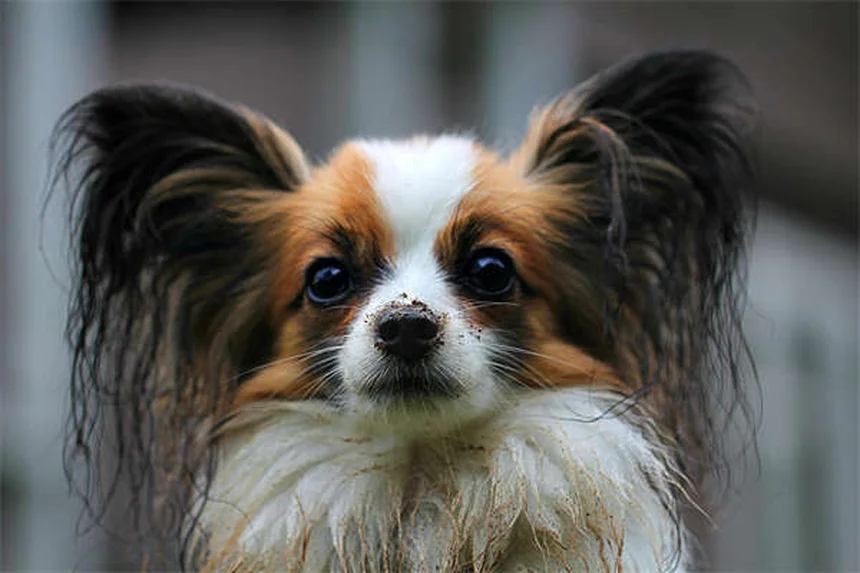 Collier GPS pour chien : le guide complet pour faire maigrir votre toutou