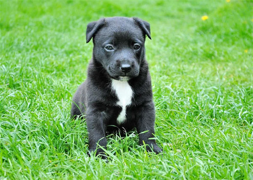 Produits ménagers toxiques : 5 alternatives sans danger pour vos animaux