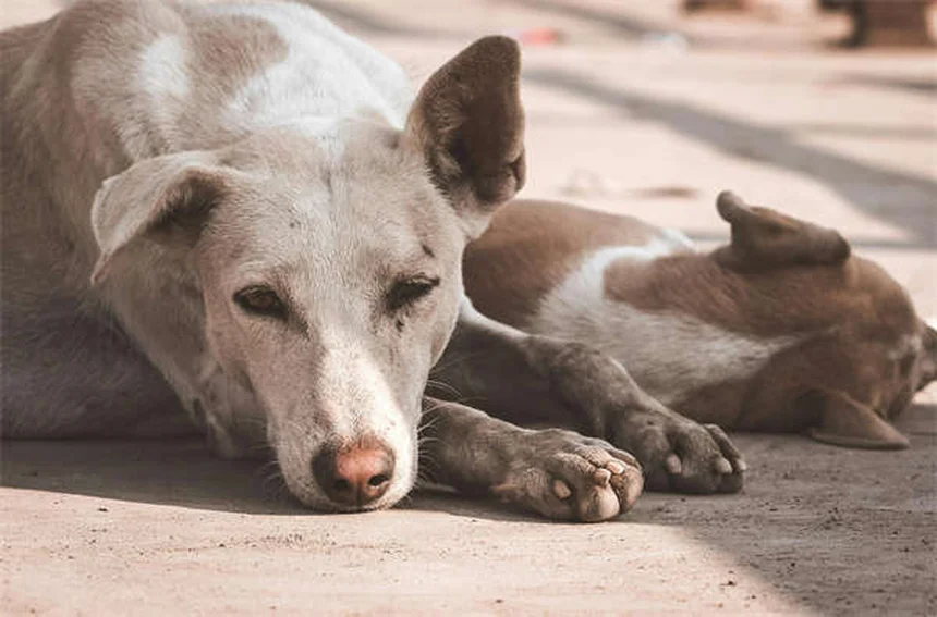 Produits ménagers toxiques : 5 alternatives sans danger pour vos animaux