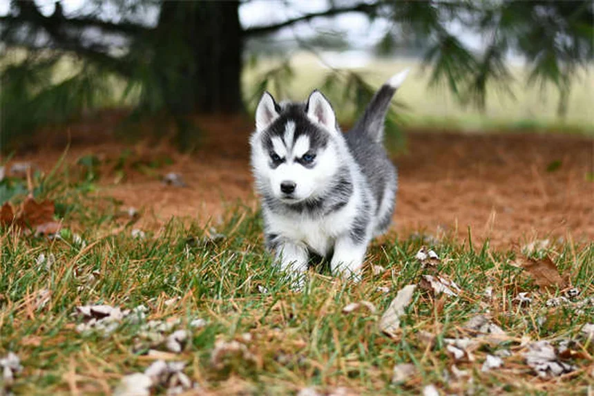 Promener son chien la nuit : 7 astuces pour une sécurité maximale