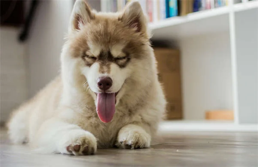 6 idées de cadeaux pour animaux qui vont les rendre fous de joie