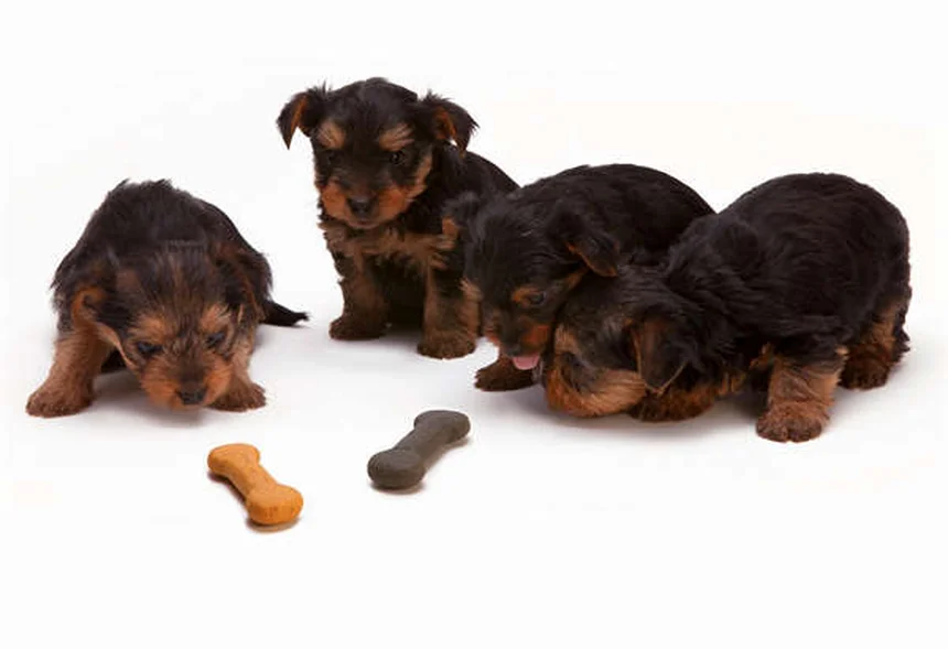 6 idées de cadeaux pour animaux qui vont les rendre fous de joie