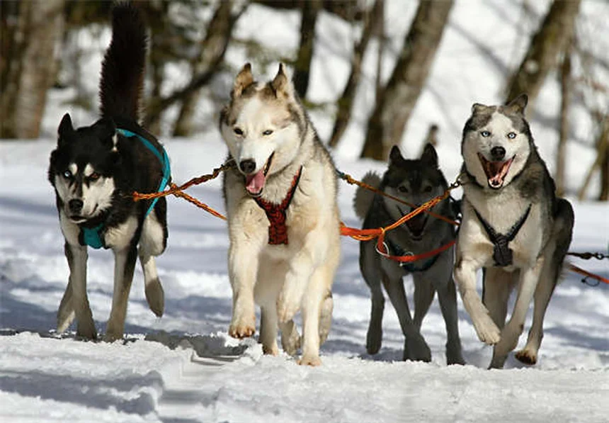 6 idées de cadeaux pour animaux qui vont les rendre fous de joie