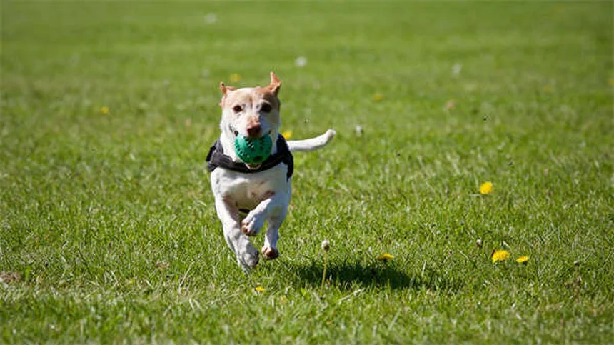 Comment un chien apprend la responsabilité aux enfants ?