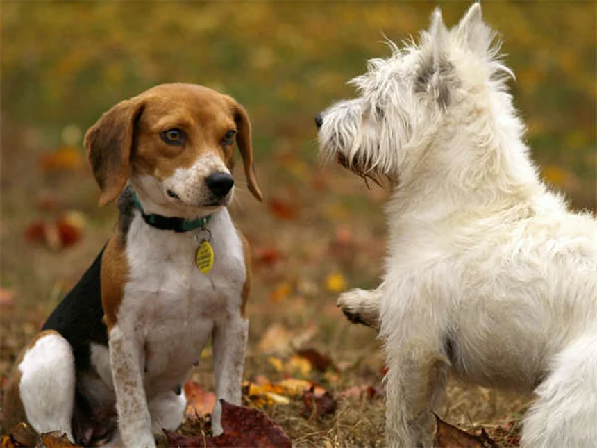 Voyager avec son chien : 5 astuces pour un trajet sans stress