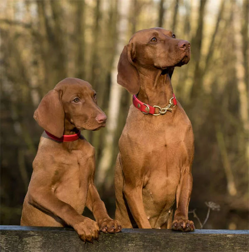Voyager avec son chien : 5 astuces pour un trajet sans stress