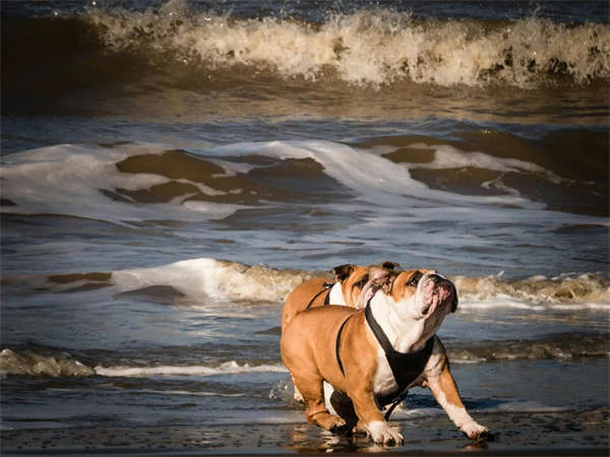 Voyager avec son chien : 5 astuces pour un trajet sans stress