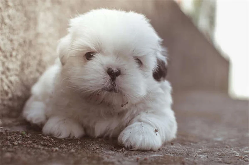 Vaccination chaton : le guide complet pour protéger votre boule de poils