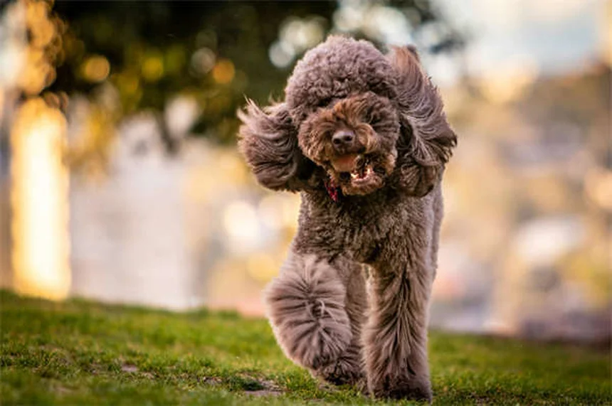 Voyager avec son chien en avion : le guide complet 2024